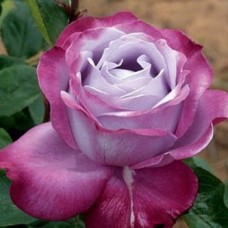 Роза чайно-гибридная Блю Ривер С4