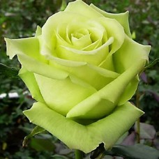 Роза чайно-гибридная Зеленый Чай (туба а/ф Семена Алтая)