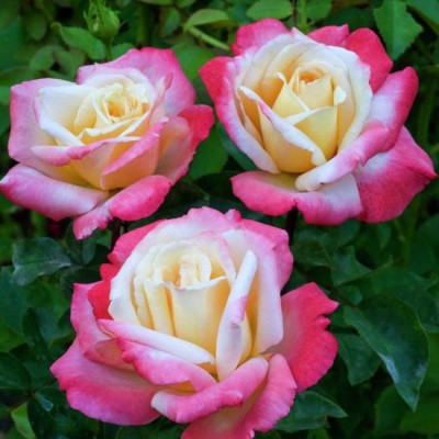Роза чайно-гибридная Летиция Каста (туба а/ф Сибирский сад)