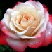 Роза чайно-гибридная Ностальгия С4