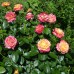 Роза чайно-гибридная Ориент Экспресс (Восточный Экспресс) (туба а/ф Семена Алтая)