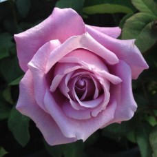 Роза чайно-гибридная Шарль де Голь С4