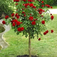 Роза на штамбе Никколо Паганини PA 90-110 см С10