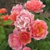Роза на штамбе Жан Кокто PA 90-110 см С10