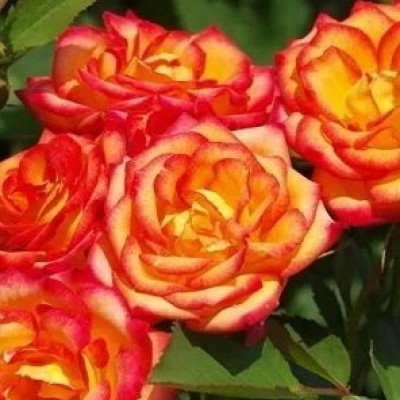 Роза на штамбе Мамбо PA 90-110 см С10