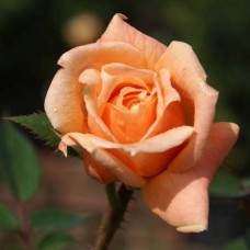 Роза на штамбе Кларисса PA 90-110 см ОКС