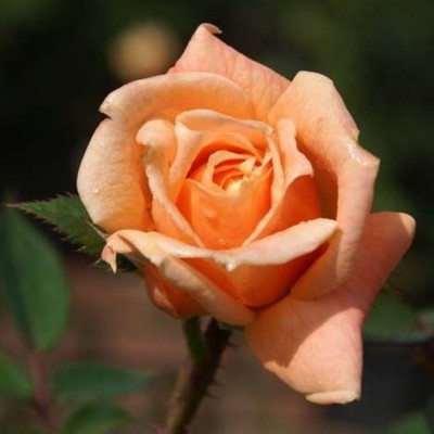 Роза на штамбе Кларисса PA 90-110 см С10
