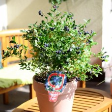 Голубика садовая Алвар C10 Н50-70 см