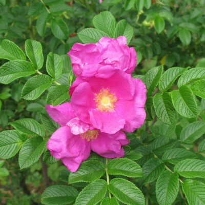 Роза морщинистая (шиповник) Рубра С4 Н80-100 см