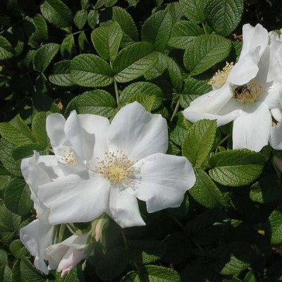 Роза морщинистая (шиповник) Альба С7,5 Н60-80 см