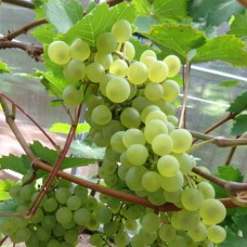 Виноград плодовый Кристалл C3