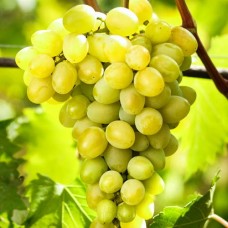 Виноград плодовый Августин C3 Н20-40 см