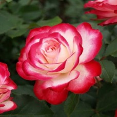 Роза чайно-гибридная Файр Леди C7