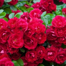 Роза почвопокровная Рот Фейри C1,5 корнесобственная