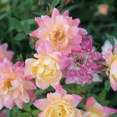 Роза почвопокровная Триколор Фейри C1,5