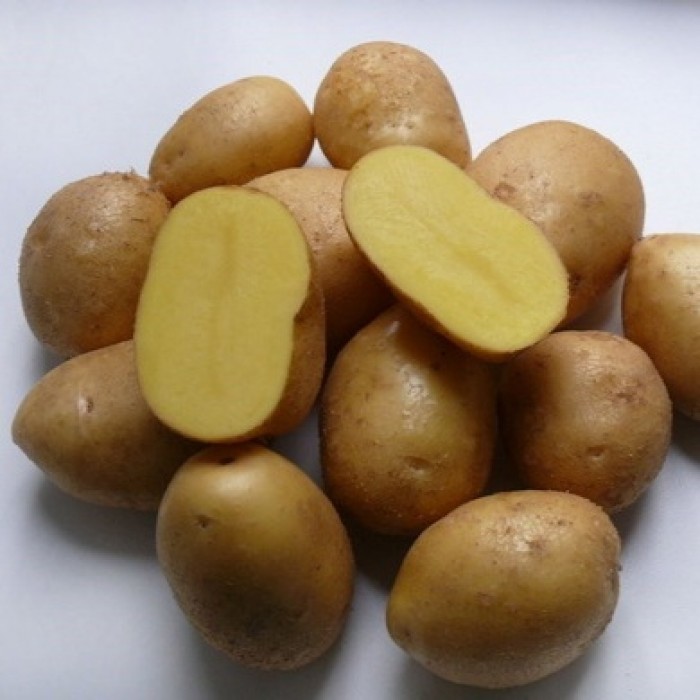Картофельные семена коломбо семена сосны строение