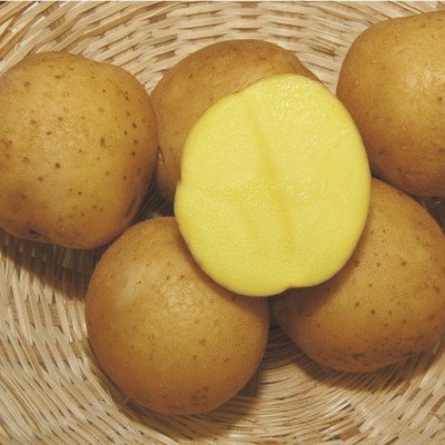 Картофель семенной Кибиц (1кг/уп - репродукция супер элита, супер-ранний)