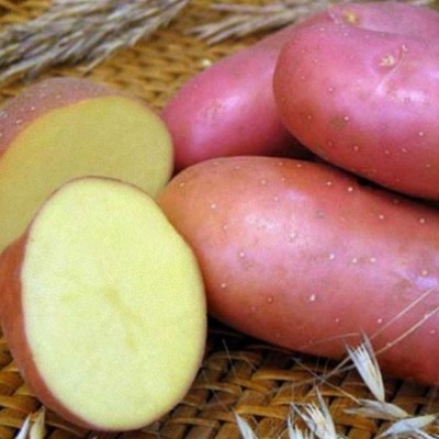 Картофель семенной Рябинушка (1кг/уп - репродукция элита, средне-ранний)
