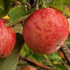 Яблоня Осеннее полосатое (Штрейфлинг) 2-х летнее ЗКС (семенной подвой)