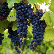 Виноград плодовый Изабелла C7