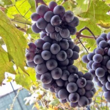 Виноград плодовый Альфа C2