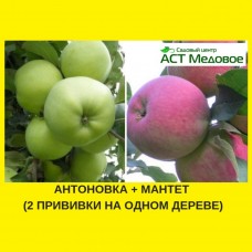 Яблоня с 2-мя прививками АНТОНОВКА + МАНТЕТ 3-х летнее ЗКС