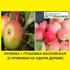 Яблоня с 2-мя прививками ОРЛИНКА + ГРУШОВКА МОСКОВСКАЯ 3-х летнее ЗКС
