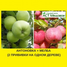 Яблоня с 2-мя прививками АНТОНОВКА + МЕЛБА 3-х летнее ЗКС