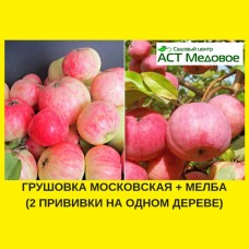 Яблоня с 2-мя прививками ГРУШОВКА МОСКОВСКАЯ + МЕЛБА 3-х летнее ЗКС