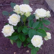 Роза чайно-гибридная Аваланж С6