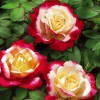 Роза чайно-гибридная Дабл Делайт (Двойное удовольствие) на штамбе РА90-110 см С10