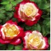 Роза на штамбе Дабл Делайт (Двойное удовольствие) РА 90-110 см ОКС