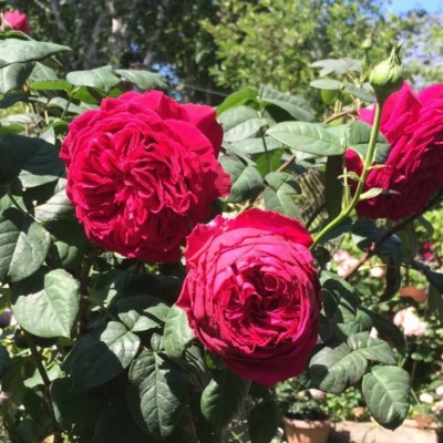 Роза чайно-гибридная Госпел С4