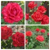 Роза чайно-гибридная Ред Интуишн (туба а/ф Семена Алтая)