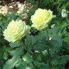 Роза чайно-гибридная Амандина (туба а/ф Сибирский сад)