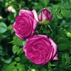 Роза чайно-гибридная Вальцертраум С7
