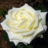 Роза чайно-гибридная Жанна Моро С4