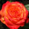 Роза чайно-гибридная Золотая магия С4