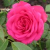 Роза чайно-гибридная Виен Роуз С4