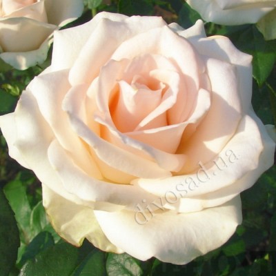 Роза чайно-гибридная Клер Оушен С4