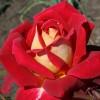 Роза чайно-гибридная Монте Карло Кантри Клаб С4