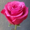 Роза чайно-гибридная Топаз С4