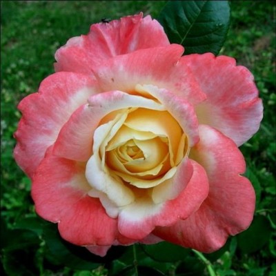 Роза чайно-гибридная Фиджи ОКС