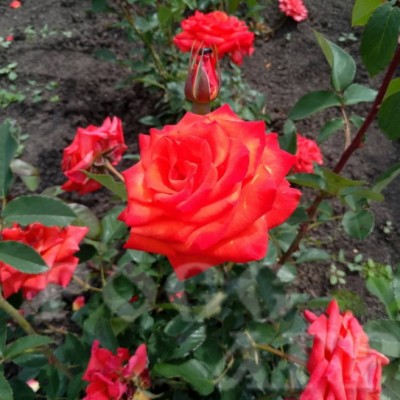 Роза чайно-гибридная Сантана ОКС