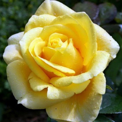 Роза чайно-гибридная Папилон С4