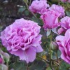 Роза флорибунда Дойче Велле (туба а/ф Сибирский сад)