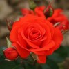 Роза флорибунда Корус С4