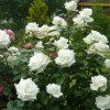 Роза флорибунда Ла Палома 85 С4