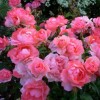Роза флорибунда Сады Франции С4