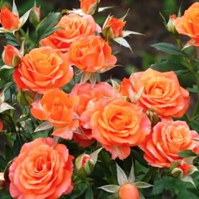 Роза спрей Оранжевая С4